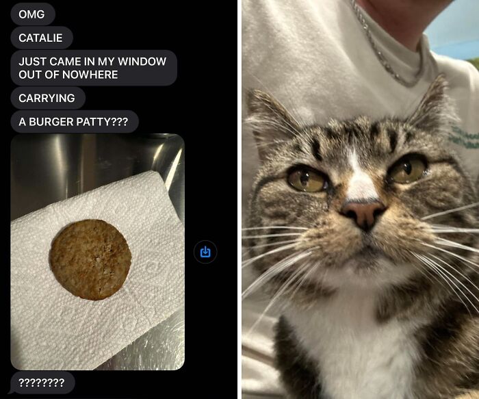 46 Cats Who Are Up To No Good But Are Still Cute 46 Cats Who Are Up To No Good But Are Still Cute