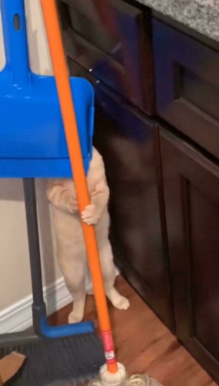 46 Cats Who Are Up To No Good But Are Still Cute 46 Cats Who Are Up To No Good But Are Still Cute