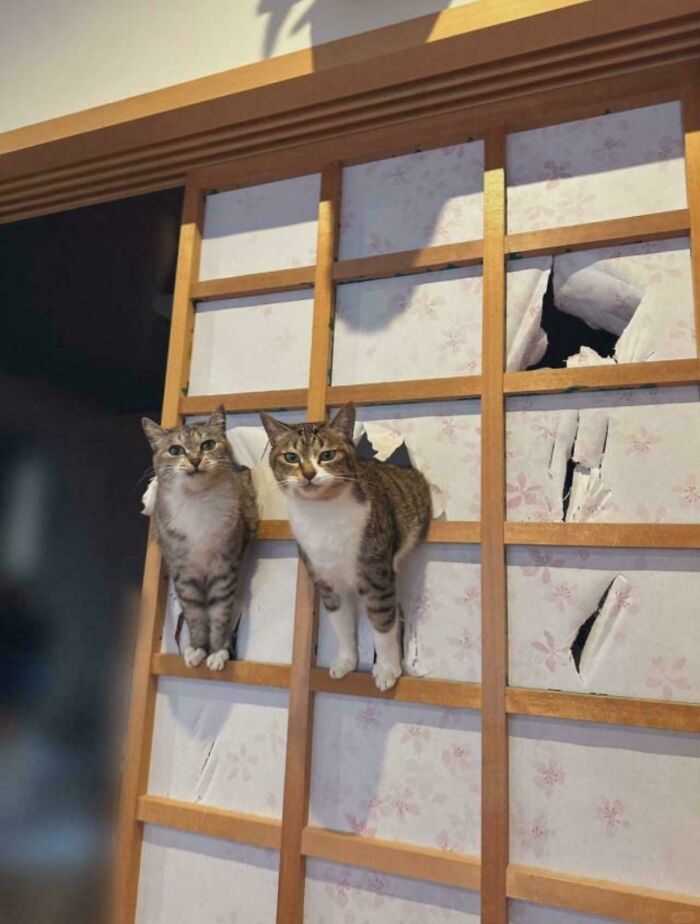 46 Cats Who Are Up To No Good But Are Still Cute 46 Cats Who Are Up To No Good But Are Still Cute