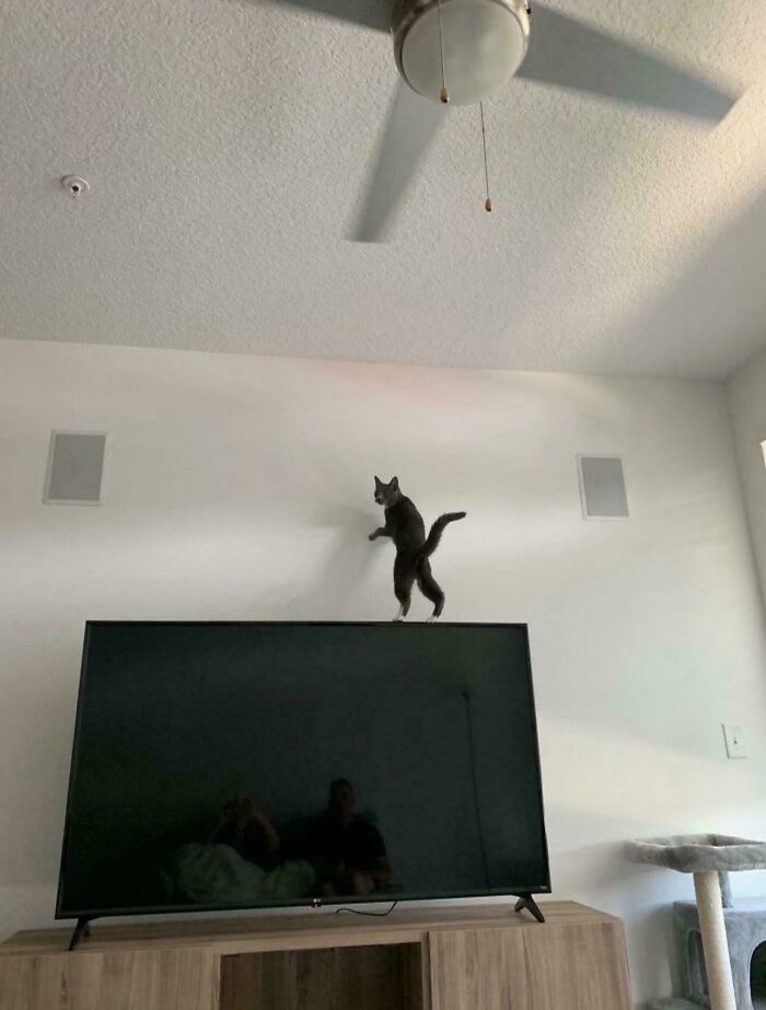 46 Cats Who Are Up To No Good But Are Still Cute 46 Cats Who Are Up To No Good But Are Still Cute