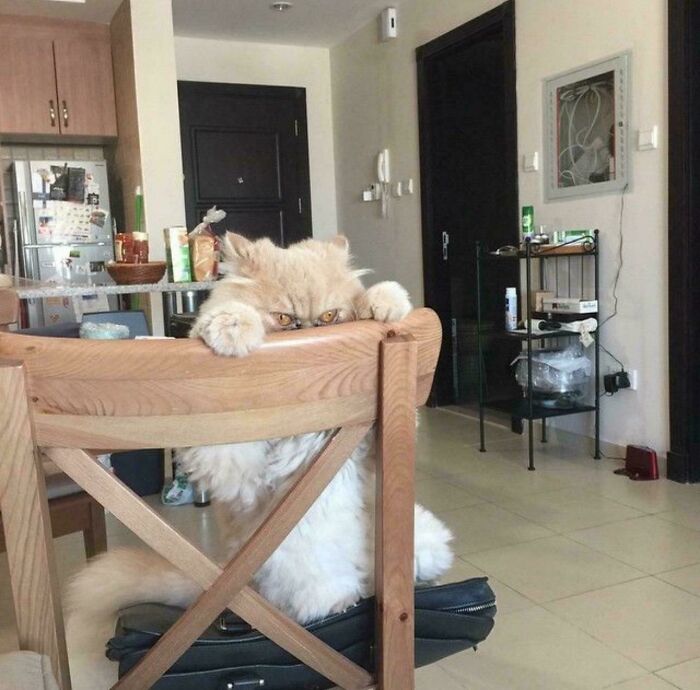 46 Cats Who Are Up To No Good But Are Still Cute 46 Cats Who Are Up To No Good But Are Still Cute