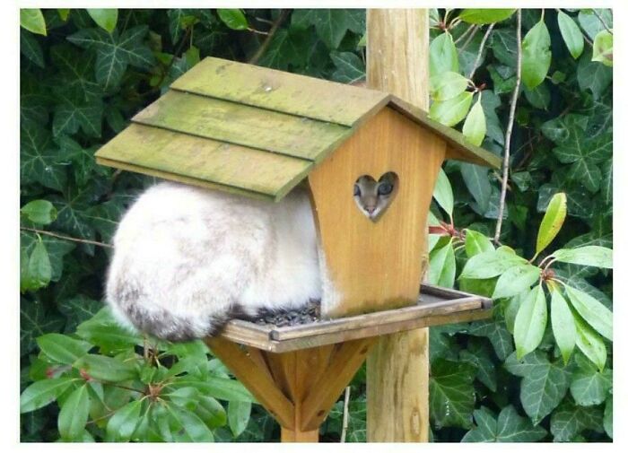 46 Cats Who Are Up To No Good But Are Still Cute 46 Cats Who Are Up To No Good But Are Still Cute