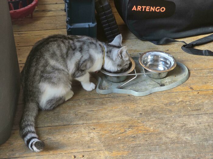 46 Cats Who Are Up To No Good But Are Still Cute 46 Cats Who Are Up To No Good But Are Still Cute