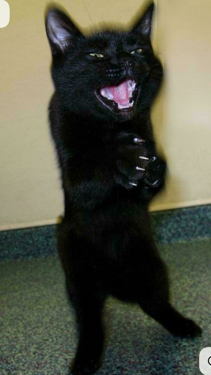 46 Cats Who Are Up To No Good But Are Still Cute 46 Cats Who Are Up To No Good But Are Still Cute