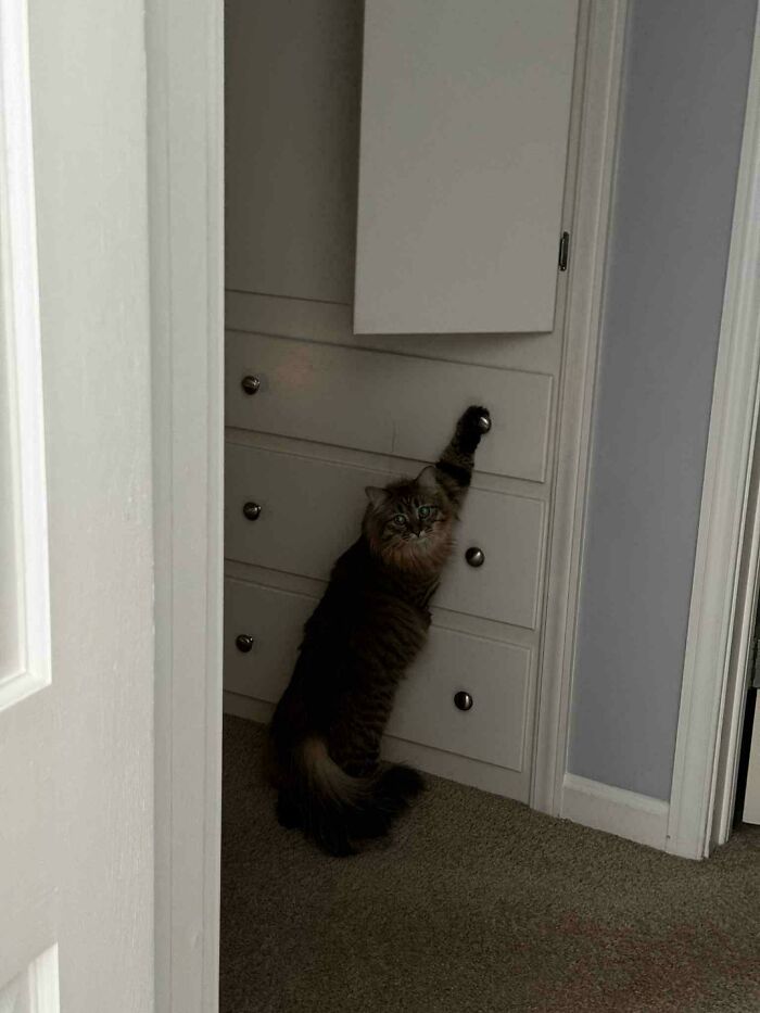 46 Cats Who Are Up To No Good But Are Still Cute 46 Cats Who Are Up To No Good But Are Still Cute