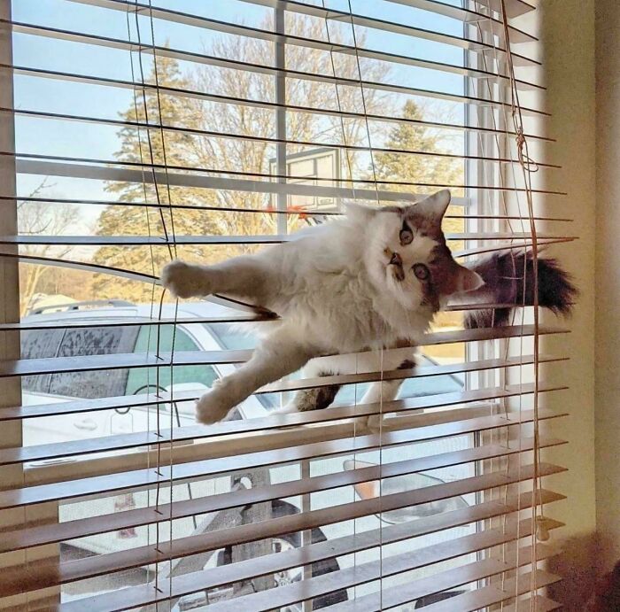 46 Cats Who Are Up To No Good But Are Still Cute 46 Cats Who Are Up To No Good But Are Still Cute