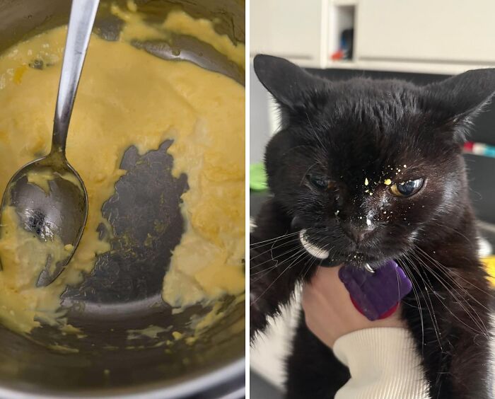 46 Cats Who Are Up To No Good But Are Still Cute 46 Cats Who Are Up To No Good But Are Still Cute