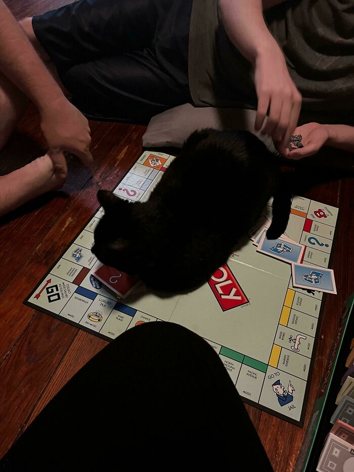 46 Cats Who Are Up To No Good But Are Still Cute 46 Cats Who Are Up To No Good But Are Still Cute