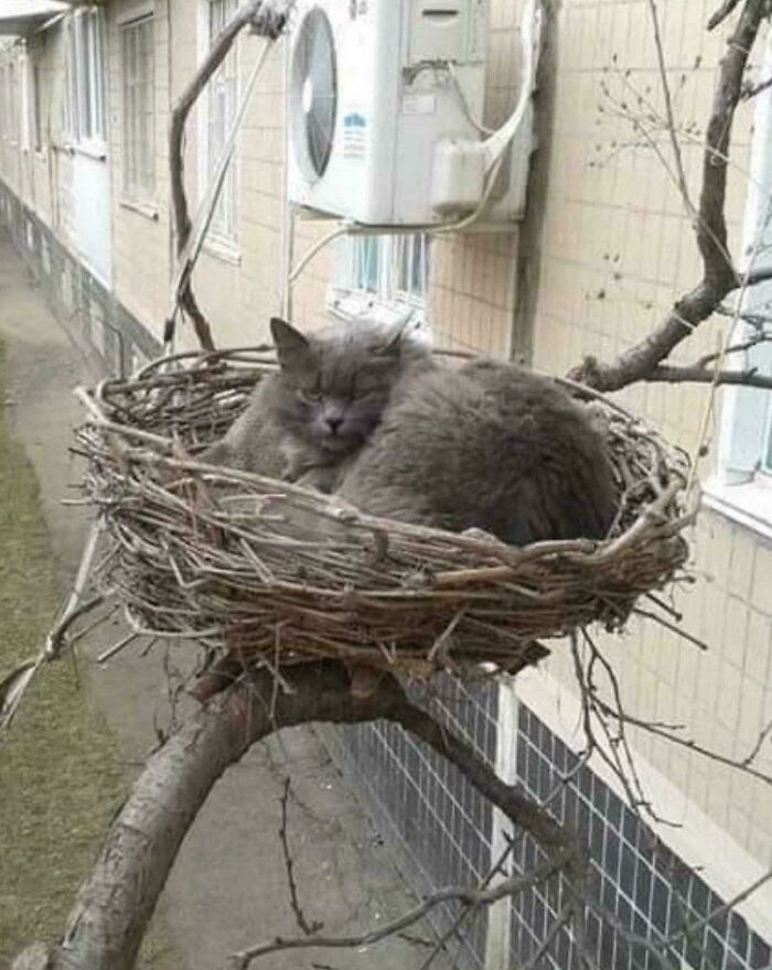 46 Cats Who Are Up To No Good But Are Still Cute 46 Cats Who Are Up To No Good But Are Still Cute
