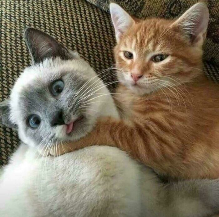 46 Cats Who Are Up To No Good But Are Still Cute 46 Cats Who Are Up To No Good But Are Still Cute