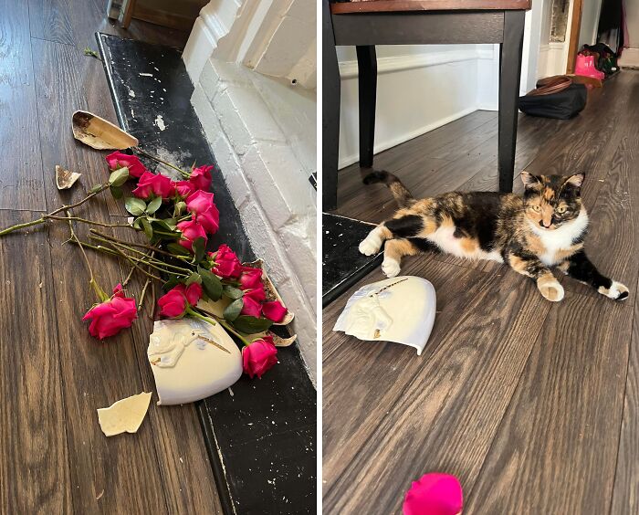 46 Cats Who Are Up To No Good But Are Still Cute 46 Cats Who Are Up To No Good But Are Still Cute