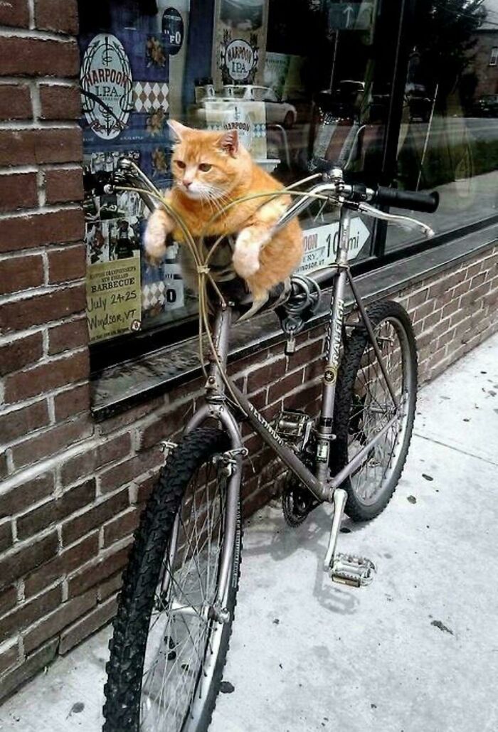 46 Cats Who Are Up To No Good But Are Still Cute 46 Cats Who Are Up To No Good But Are Still Cute