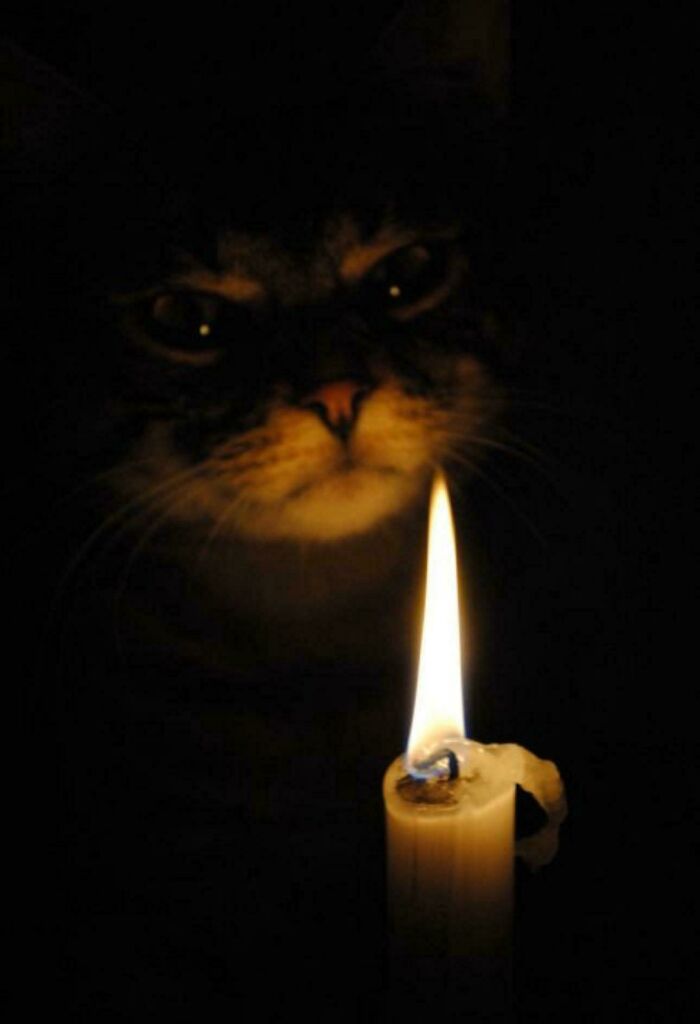 46 Cats Who Are Up To No Good But Are Still Cute 46 Cats Who Are Up To No Good But Are Still Cute