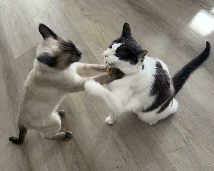 46 Cats Who Are Up To No Good But Are Still Cute 46 Cats Who Are Up To No Good But Are Still Cute