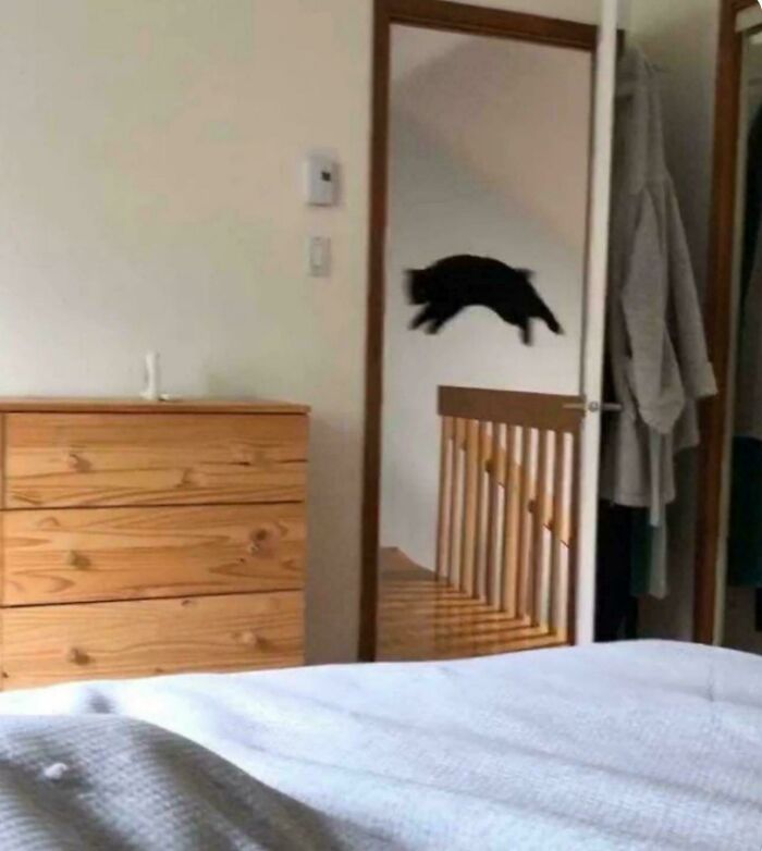 46 Cats Who Are Up To No Good But Are Still Cute 46 Cats Who Are Up To No Good But Are Still Cute