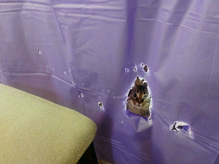 46 Cats Who Are Up To No Good But Are Still Cute 46 Cats Who Are Up To No Good But Are Still Cute