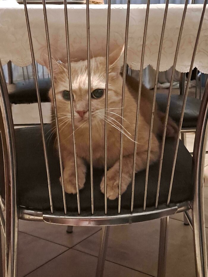 46 Cats Who Are Up To No Good But Are Still Cute 46 Cats Who Are Up To No Good But Are Still Cute
