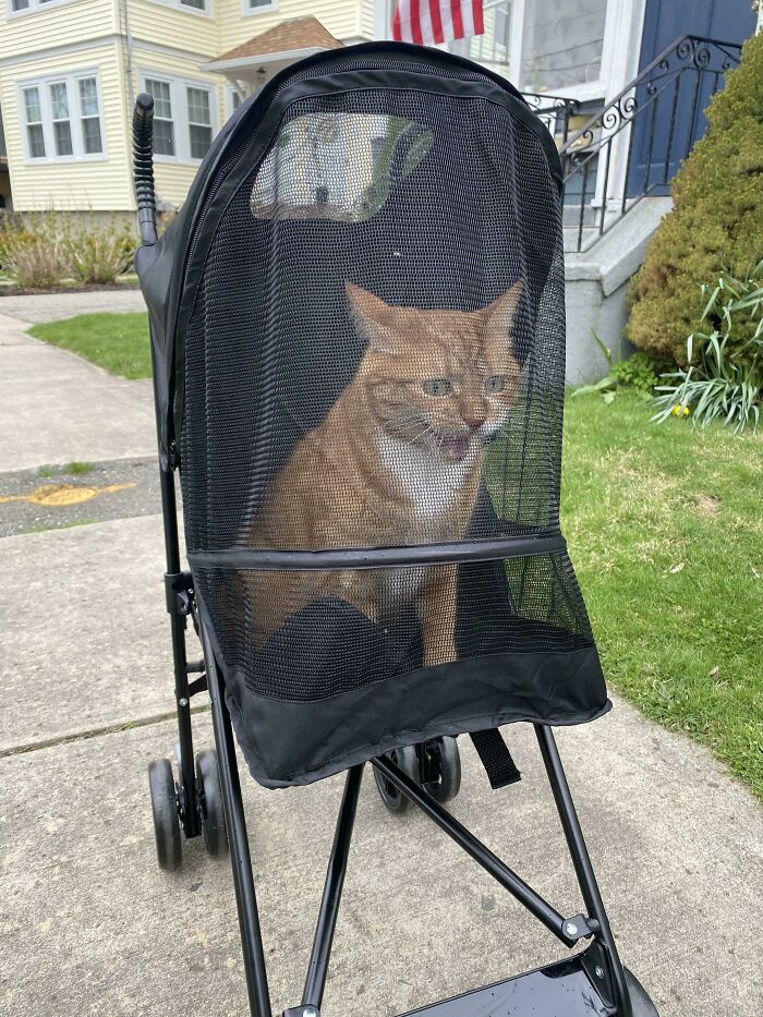 46 Cats Who Are Up To No Good But Are Still Cute 46 Cats Who Are Up To No Good But Are Still Cute