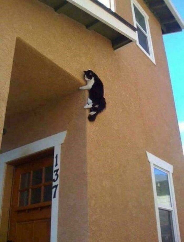 46 Cats Who Are Up To No Good But Are Still Cute 46 Cats Who Are Up To No Good But Are Still Cute