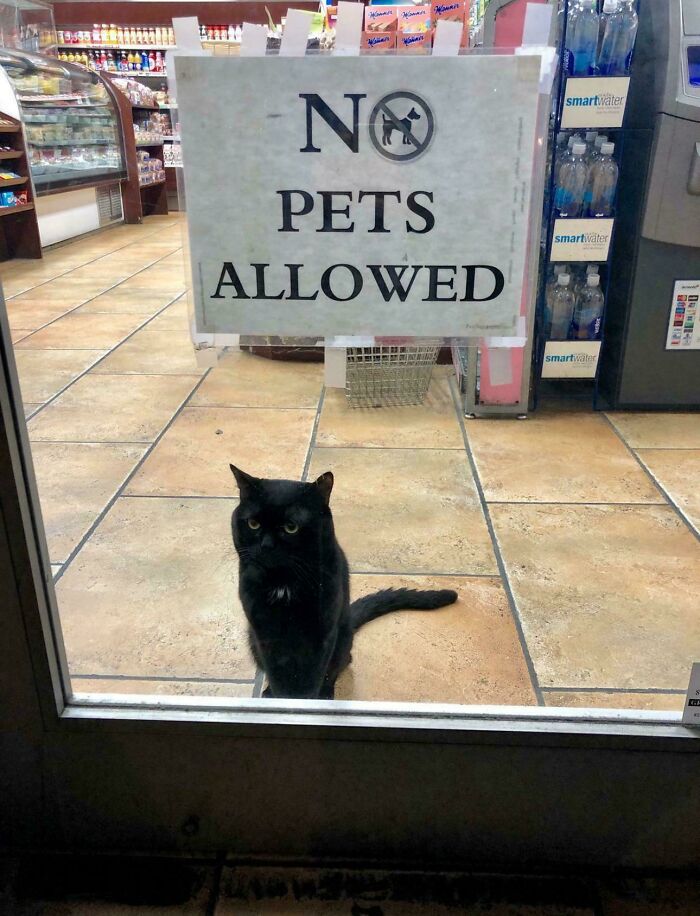 46 Cats Who Are Up To No Good But Are Still Cute 46 Cats Who Are Up To No Good But Are Still Cute