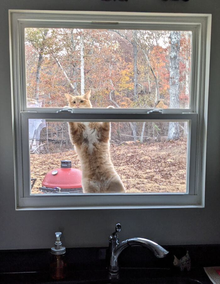 46 Cats Who Are Up To No Good But Are Still Cute 46 Cats Who Are Up To No Good But Are Still Cute