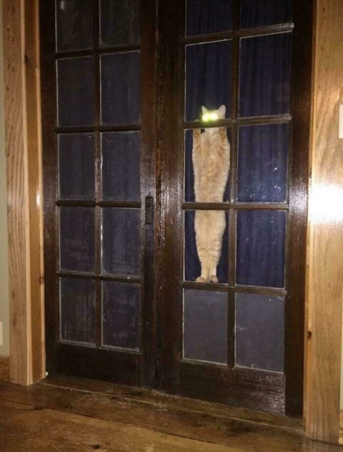 46 Cats Who Are Up To No Good But Are Still Cute 46 Cats Who Are Up To No Good But Are Still Cute
