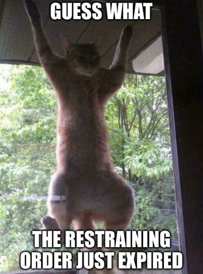 46 Cats Who Are Up To No Good But Are Still Cute 46 Cats Who Are Up To No Good But Are Still Cute