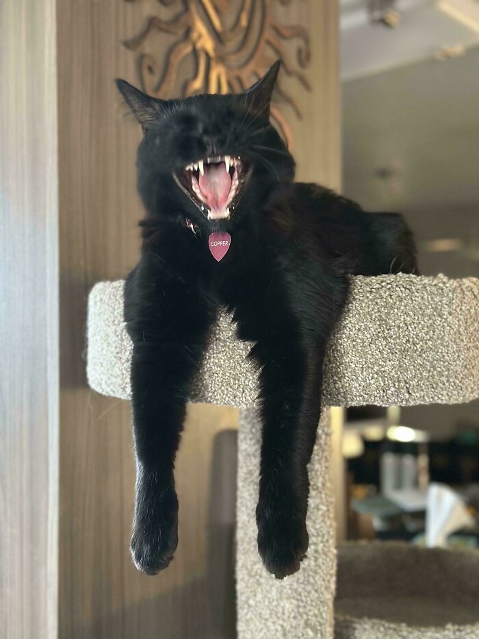 46 Cats Who Are Up To No Good But Are Still Cute 46 Cats Who Are Up To No Good But Are Still Cute
