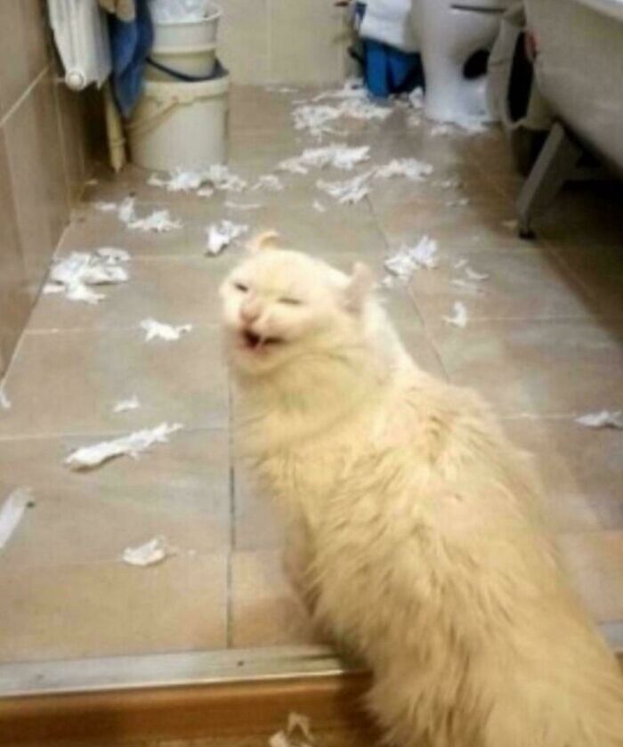 46 Cats Who Are Up To No Good But Are Still Cute 46 Cats Who Are Up To No Good But Are Still Cute