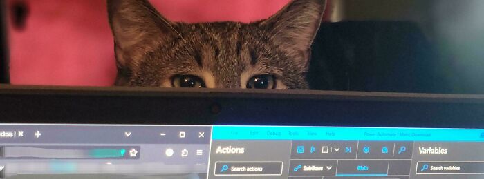 46 Cats Who Are Up To No Good But Are Still Cute 46 Cats Who Are Up To No Good But Are Still Cute