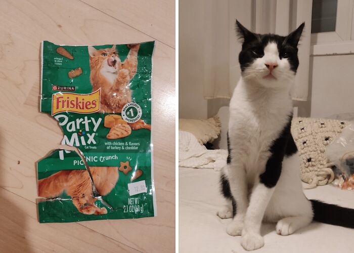 46 Cats Who Are Up To No Good But Are Still Cute 46 Cats Who Are Up To No Good But Are Still Cute
