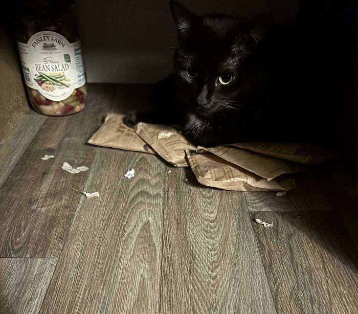 46 Cats Who Are Up To No Good But Are Still Cute 46 Cats Who Are Up To No Good But Are Still Cute