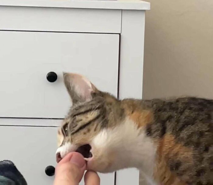 46 Cats Who Are Up To No Good But Are Still Cute 46 Cats Who Are Up To No Good But Are Still Cute
