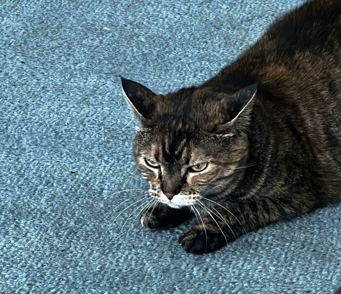 46 Cats Who Are Up To No Good But Are Still Cute 46 Cats Who Are Up To No Good But Are Still Cute