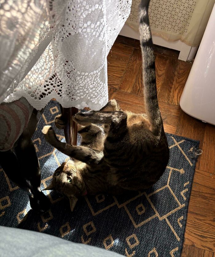 46 Cats Who Are Up To No Good But Are Still Cute 46 Cats Who Are Up To No Good But Are Still Cute