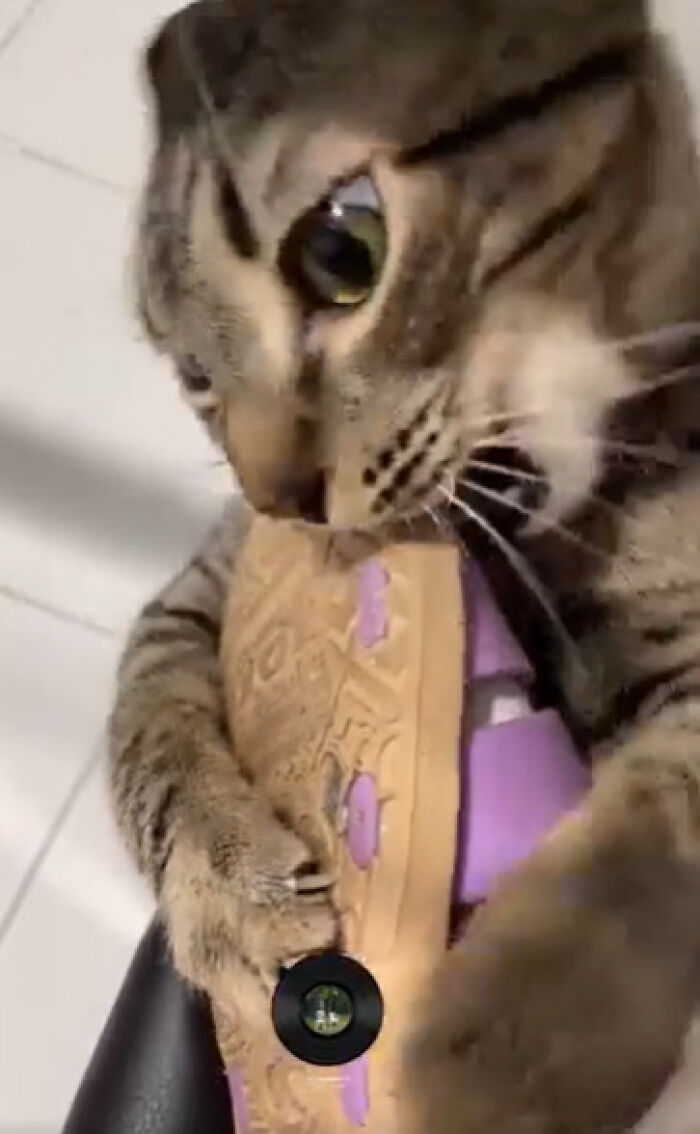 46 Cats Who Are Up To No Good But Are Still Cute 46 Cats Who Are Up To No Good But Are Still Cute