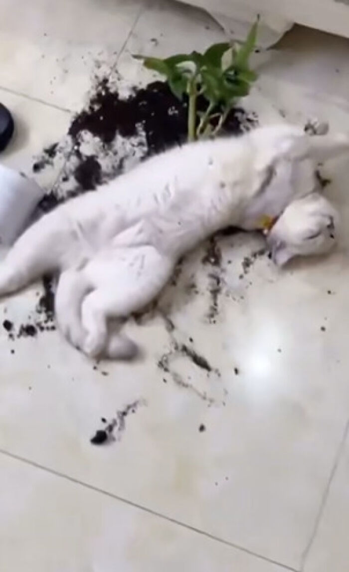 46 Cats Who Are Up To No Good But Are Still Cute 46 Cats Who Are Up To No Good But Are Still Cute