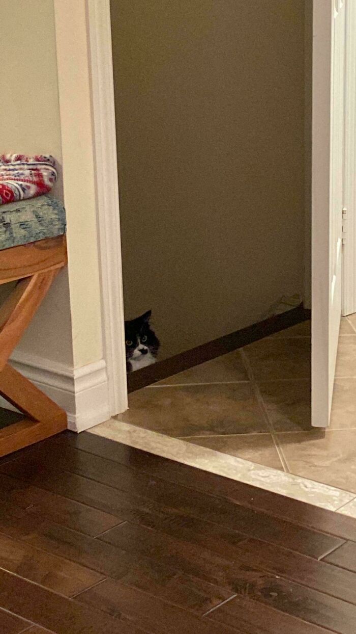 46 Cats Who Are Up To No Good But Are Still Cute 46 Cats Who Are Up To No Good But Are Still Cute