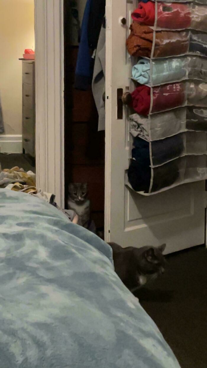 46 Cats Who Are Up To No Good But Are Still Cute 46 Cats Who Are Up To No Good But Are Still Cute