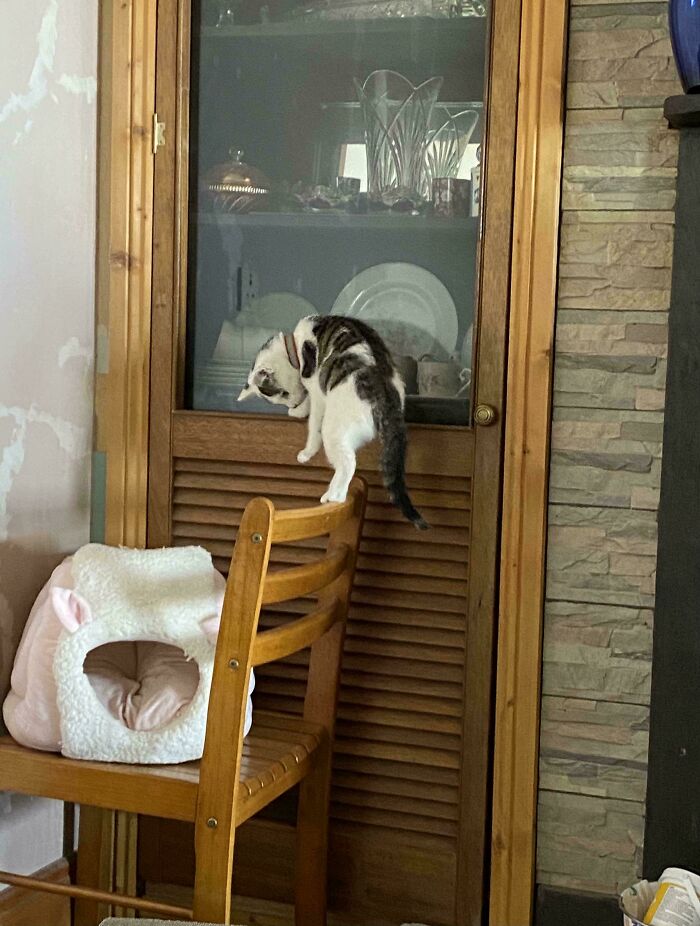 46 Cats Who Are Up To No Good But Are Still Cute 46 Cats Who Are Up To No Good But Are Still Cute