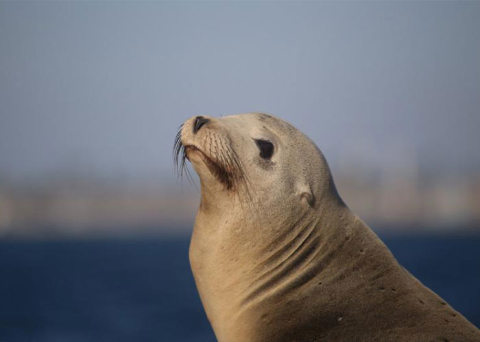 $20K Reward Offered After Man Was Spotted Committing Horrific Act On A Sea Lion In California