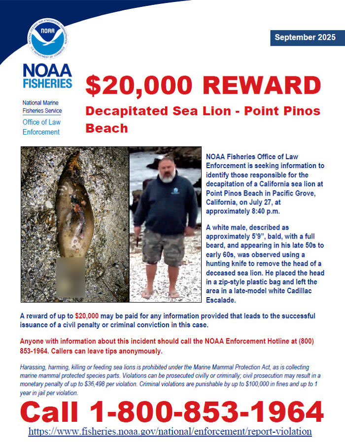 $20K Reward Offered After Man Was Spotted Committing Horrific Act On A Sea Lion In California