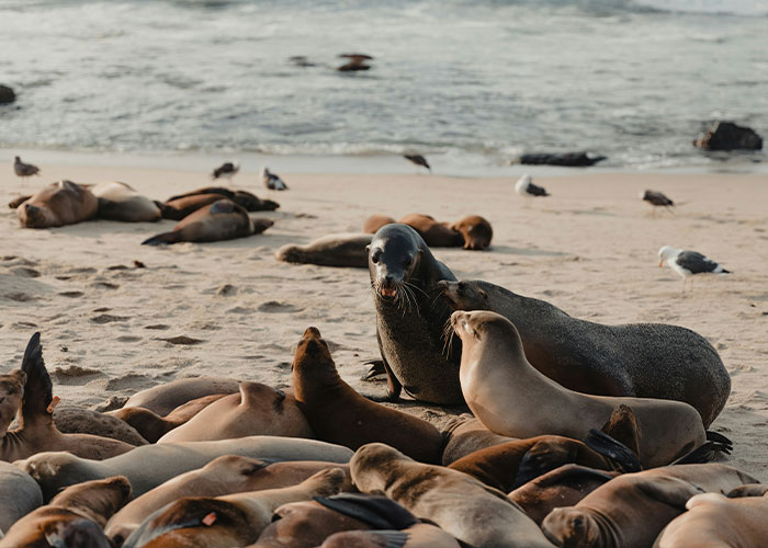 $20K Reward Offered After Man Was Spotted Committing Horrific Act On A Sea Lion In California