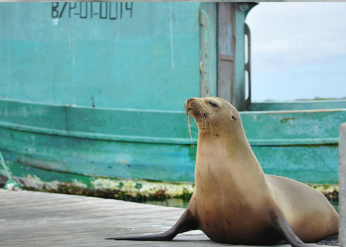 $20K Reward Offered After Man Was Spotted Committing Horrific Act On A Sea Lion In California
