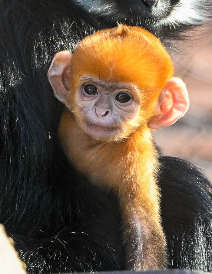 Oklahoma City Zoo Welcomes Fiery-Orange Baby Monkey, Internet Swoons Over The Adorable New Arrival