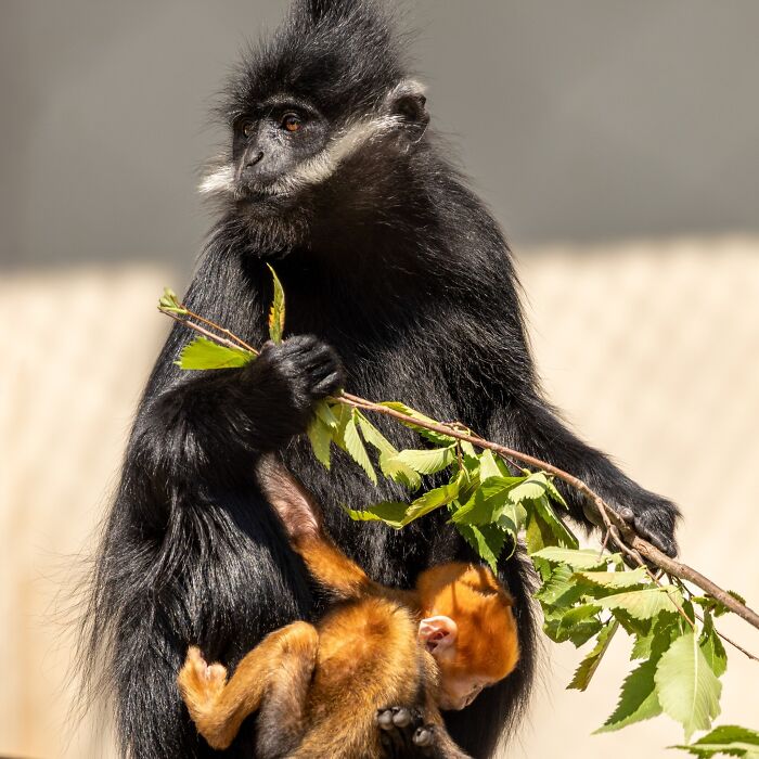 Oklahoma City Zoo Welcomes Fiery-Orange Baby Monkey, Internet Swoons Over The Adorable New Arrival