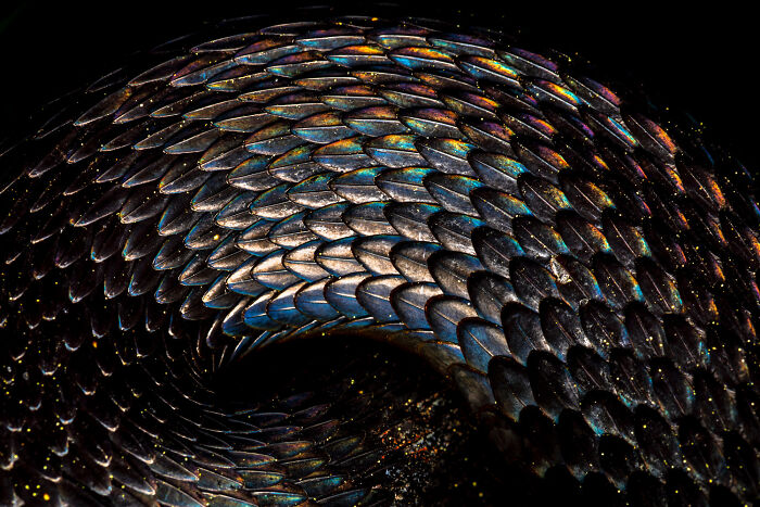 20 Incredible Wildlife Moments Captured By This Year’s European Winners