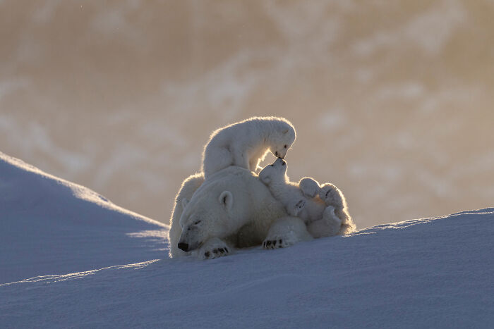 20 Incredible Wildlife Moments Captured By This Year’s European Winners