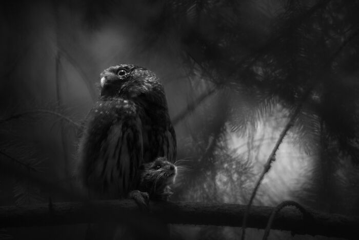 20 Incredible Wildlife Moments Captured By This Year’s European Winners