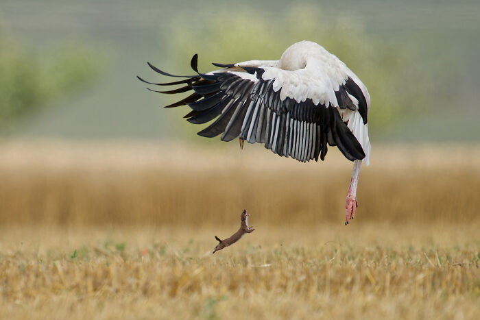 20 Incredible Wildlife Moments Captured By This Year’s European Winners